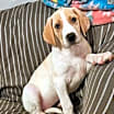 Thumbnail photo of Tigerlily #1