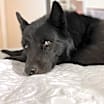 Thumbnail photo of Lincoln #1