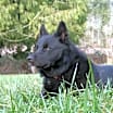 Thumbnail photo of Lincoln #4