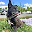 Thumbnail photo of Duke #1