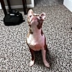 Thumbnail photo of Milo #2