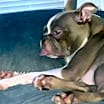 Thumbnail photo of Milo #4