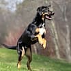 Thumbnail photo of Bear-Kitchener #1