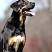 Thumbnail photo of Bear-Kitchener #2