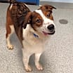Thumbnail photo of Chevy #2