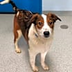 Thumbnail photo of Chevy #3