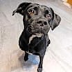 Thumbnail photo of Mazie FKA Ducky #1