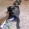 Thumbnail photo of Mazie FKA Ducky #2