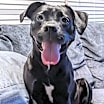 Thumbnail photo of Mazie FKA Ducky #3