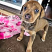 Thumbnail photo of Ginger #2