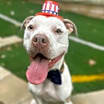 Thumbnail photo of Rocko #1