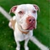 Thumbnail photo of Rocko #2