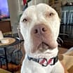 Thumbnail photo of Rocko #4