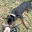 Thumbnail photo of Zoro #3