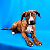 Thumbnail photo of Bliss #1