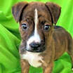 Thumbnail photo of Bliss #3