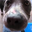Thumbnail photo of Dove #3