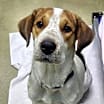 Thumbnail photo of Bluebell #3