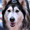 Thumbnail photo of Sitka #1