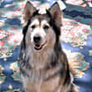 Thumbnail photo of Sitka #2