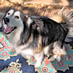 Thumbnail photo of Sitka #4