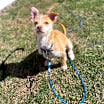Thumbnail photo of Munchkin #1