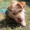Thumbnail photo of Munchkin #2