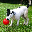 Thumbnail photo of Polo #2