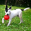 Thumbnail photo of Polo #3
