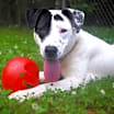 Thumbnail photo of Polo #4