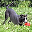Thumbnail photo of Coco #2