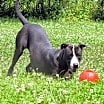 Thumbnail photo of Coco #3