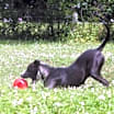 Thumbnail photo of Coco #4
