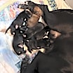 Thumbnail photo of Yarro #4
