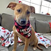 Thumbnail photo of Pretzel #1