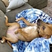 Thumbnail photo of Pretzel #2