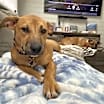 Thumbnail photo of Pretzel #3
