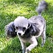 Thumbnail photo of Bellamy #1