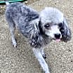 Thumbnail photo of Bellamy #2