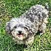 Thumbnail photo of Bellamy #3