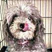 Thumbnail photo of Bellamy #4