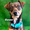 Thumbnail photo of Flower #4