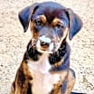 Thumbnail photo of Minnie's Puppies #1