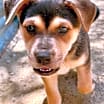 Thumbnail photo of Minnie's Puppies #2