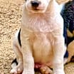 Thumbnail photo of Minnie's Puppies #3