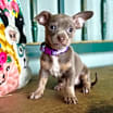Thumbnail photo of Bonita #1