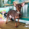 Thumbnail photo of Bonita #4