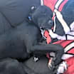 Thumbnail photo of Tinkerbell #1
