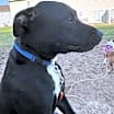 Thumbnail photo of Tinkerbell #3