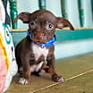 Thumbnail photo of Muchacho #1
